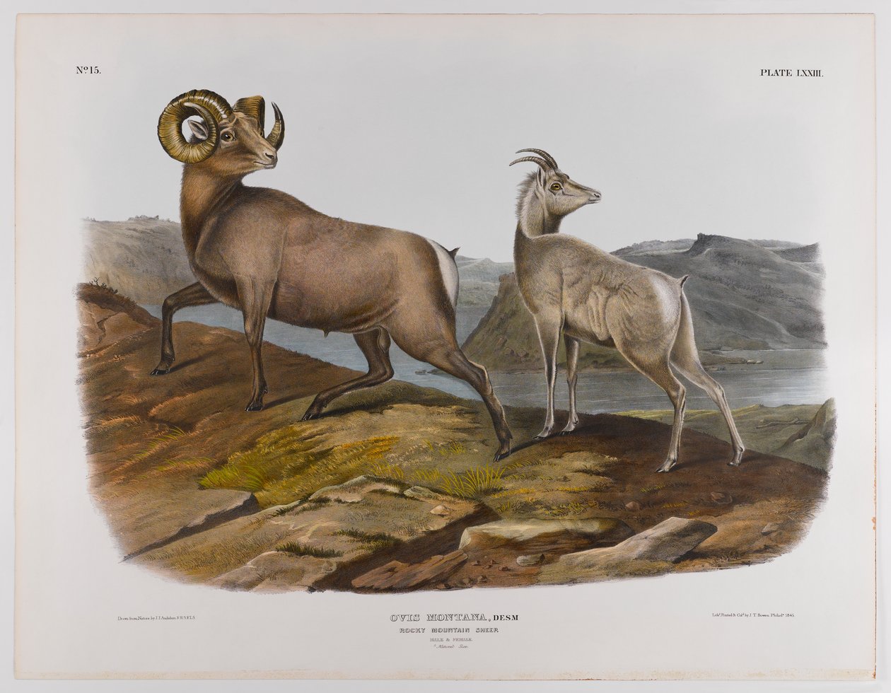 Mouton des montagnes Rocheuses, 1845 - John James Audubon