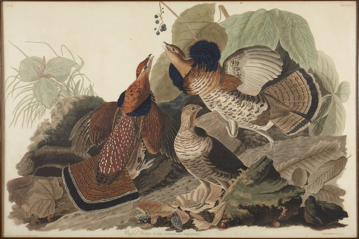 Gélinotte huppée - John James Audubon