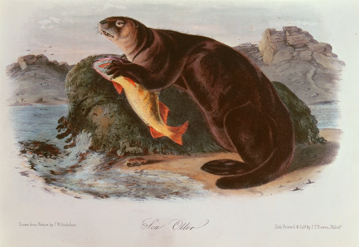 Loutre de mer de 