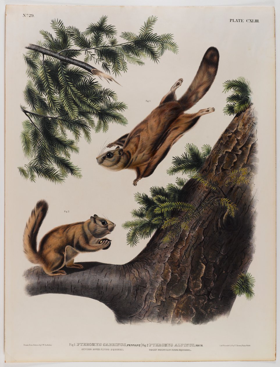 Écureuil volant de la rivière Severn (gauche) et écureuil volant des montagnes Rocheuses (droite) - John James Audubon
