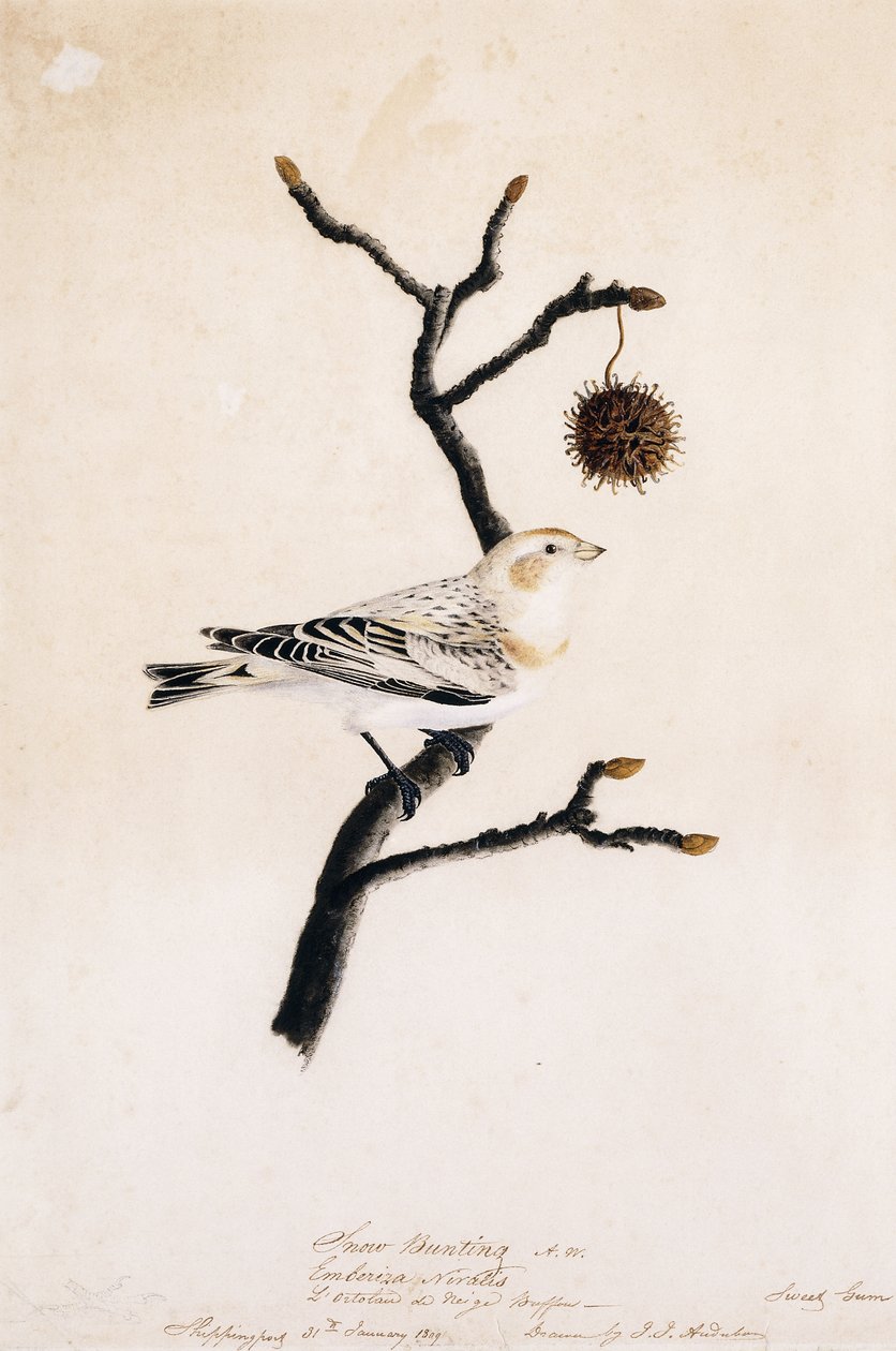 Bruant des neiges, 1809 - John James Audubon