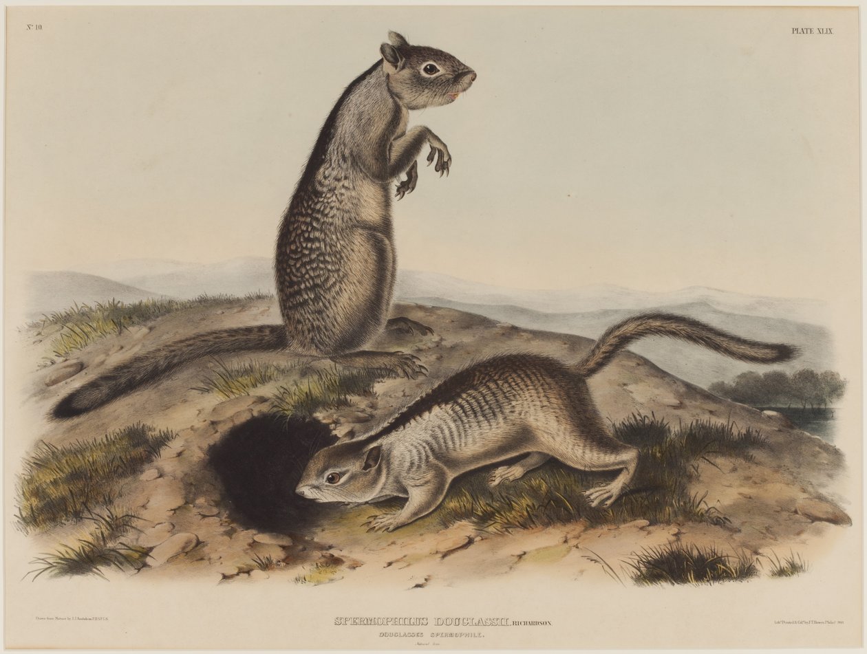 Spermophilus Douglassii (Deux écureuils de Douglas) - John James Audubon
