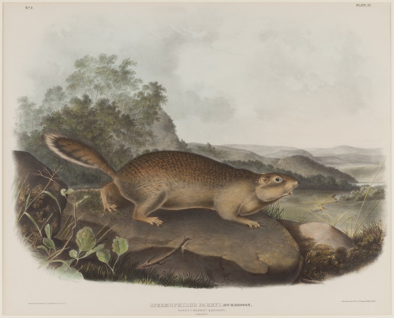 Spermophilus Parry (Écureuil marmotte de Parry) - John James Audubon