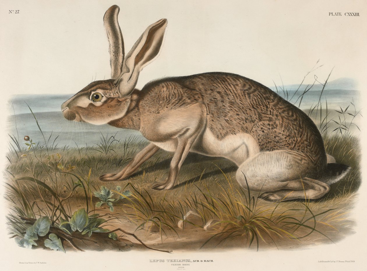 Lièvre texan (Lepus Texianus) - John James Audubon