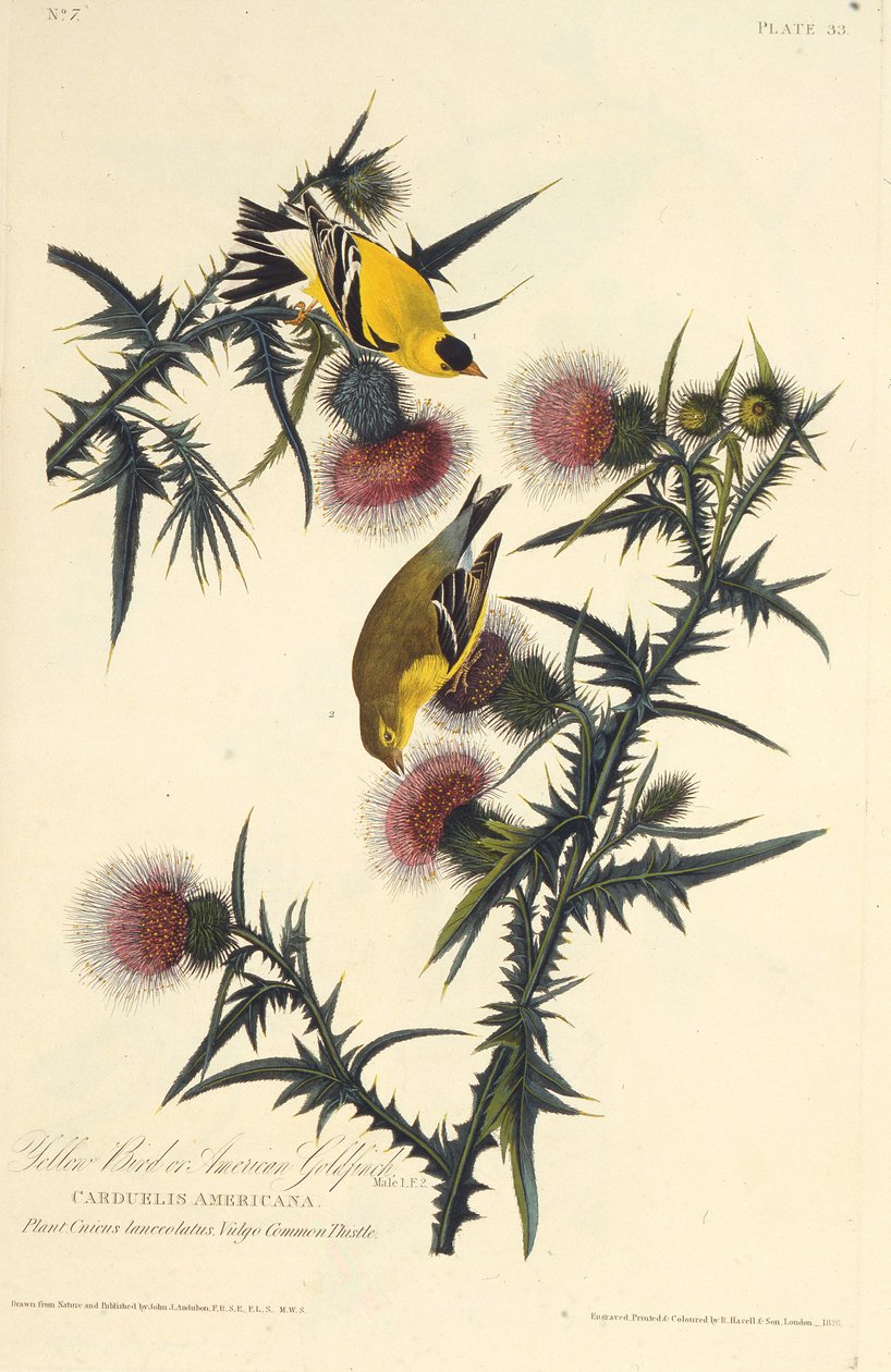 Le Chardonneret jaune américain. De Les Oiseaux d