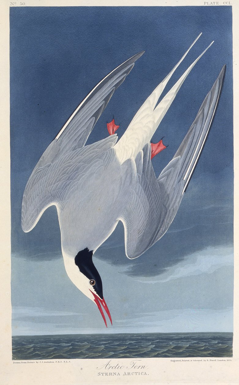 La sterne arctique. De Les Oiseaux d