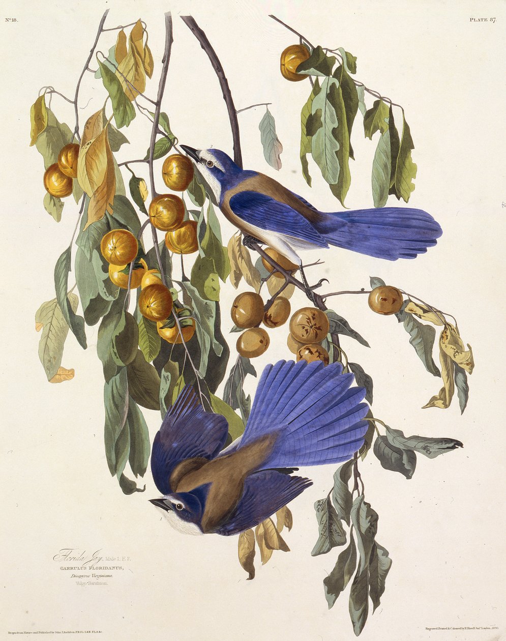 Le geai des broussailles de Floride. De Les Oiseaux d