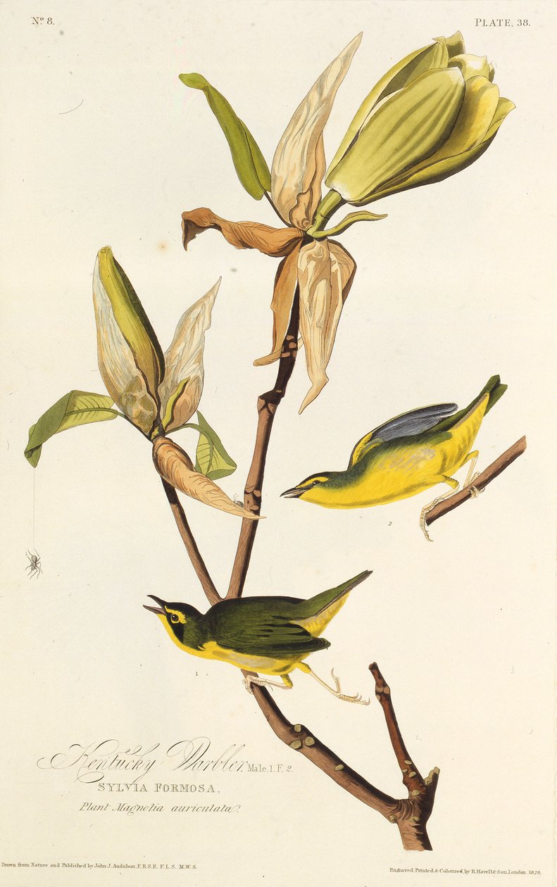 Le paruline du Kentucky. De Les Oiseaux d