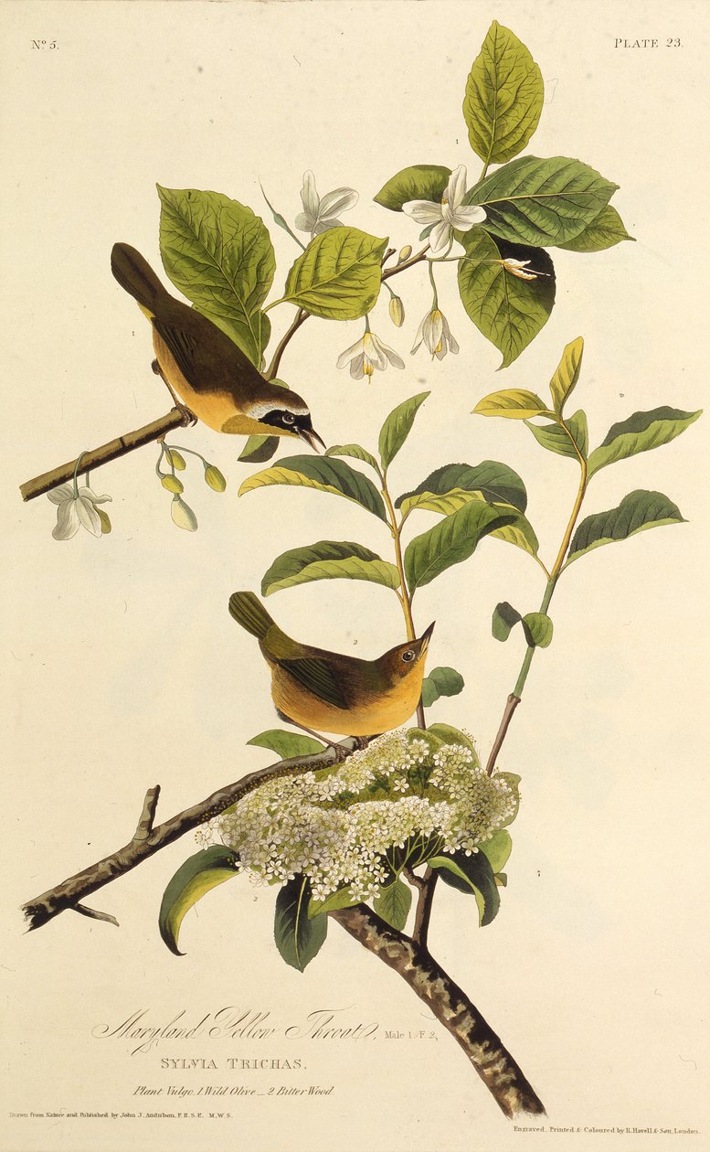 Le Paruline du Maryland. De Les Oiseaux d
