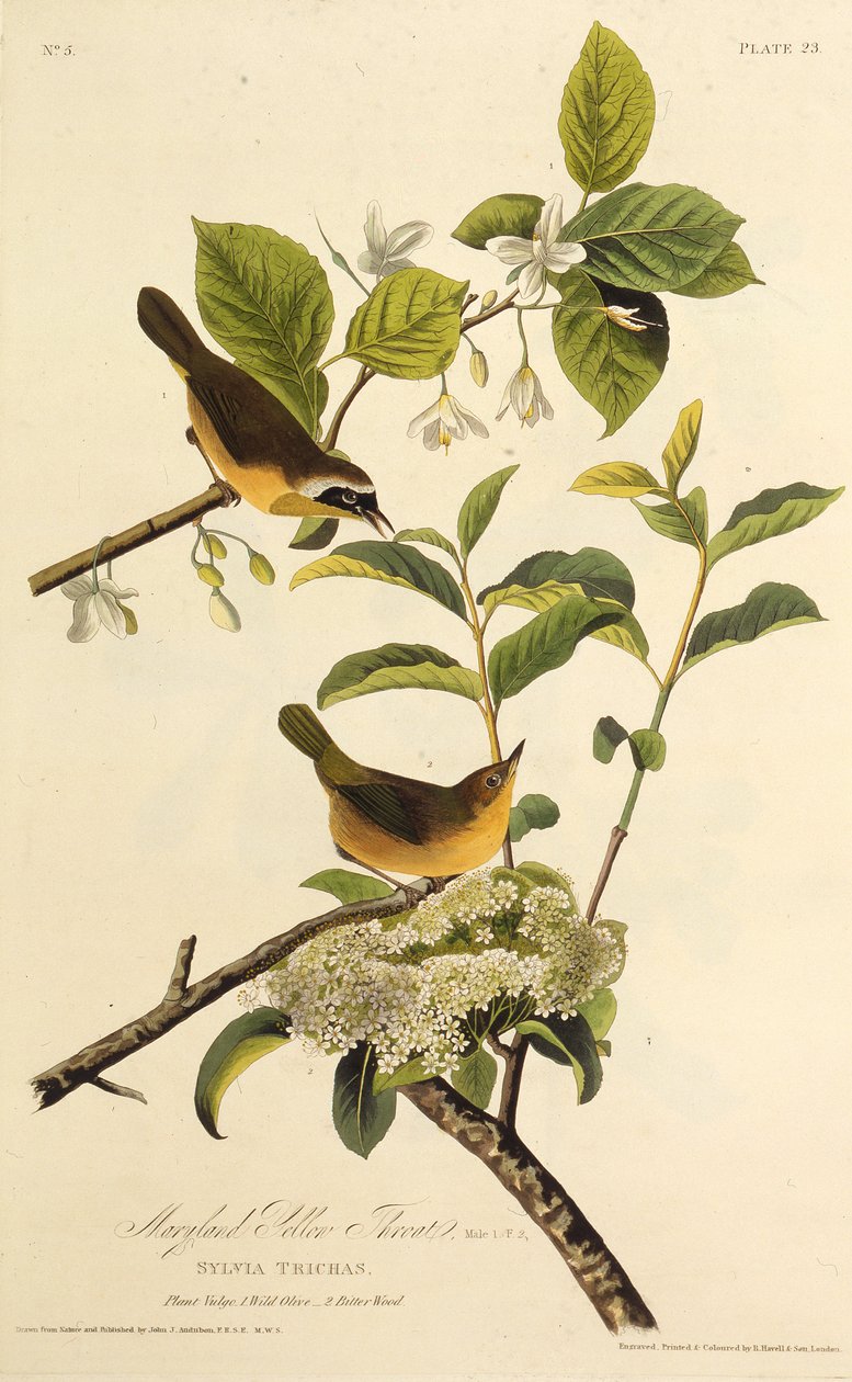 La Paruline du Maryland. De Les Oiseaux d