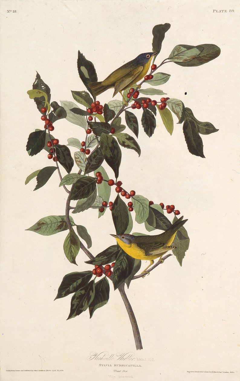La paruline de Nashville. De Les Oiseaux d