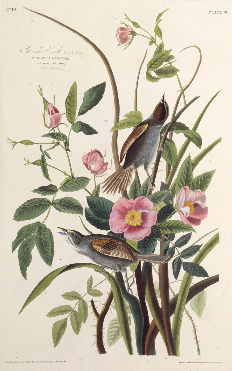Le pinson de bord de mer. De Les Oiseaux d