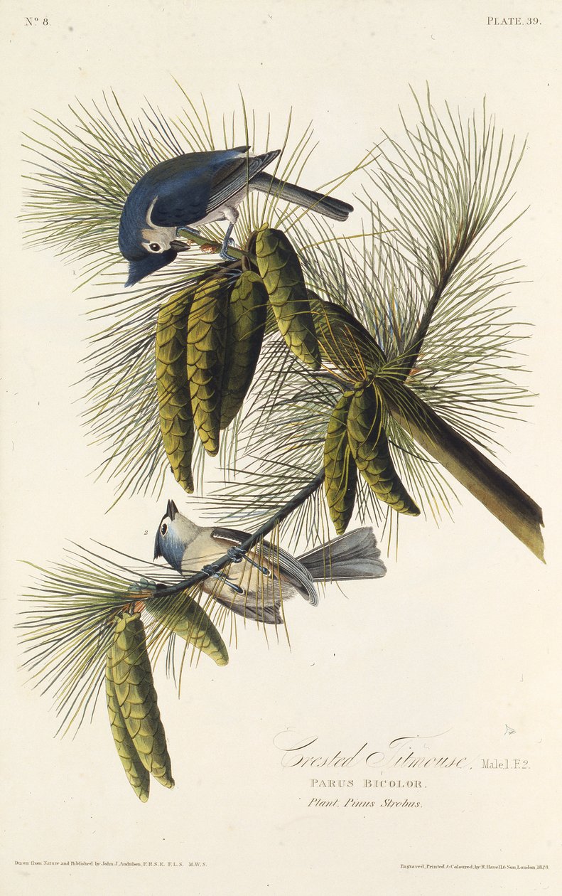La mésange à crête noire. De Les Oiseaux d