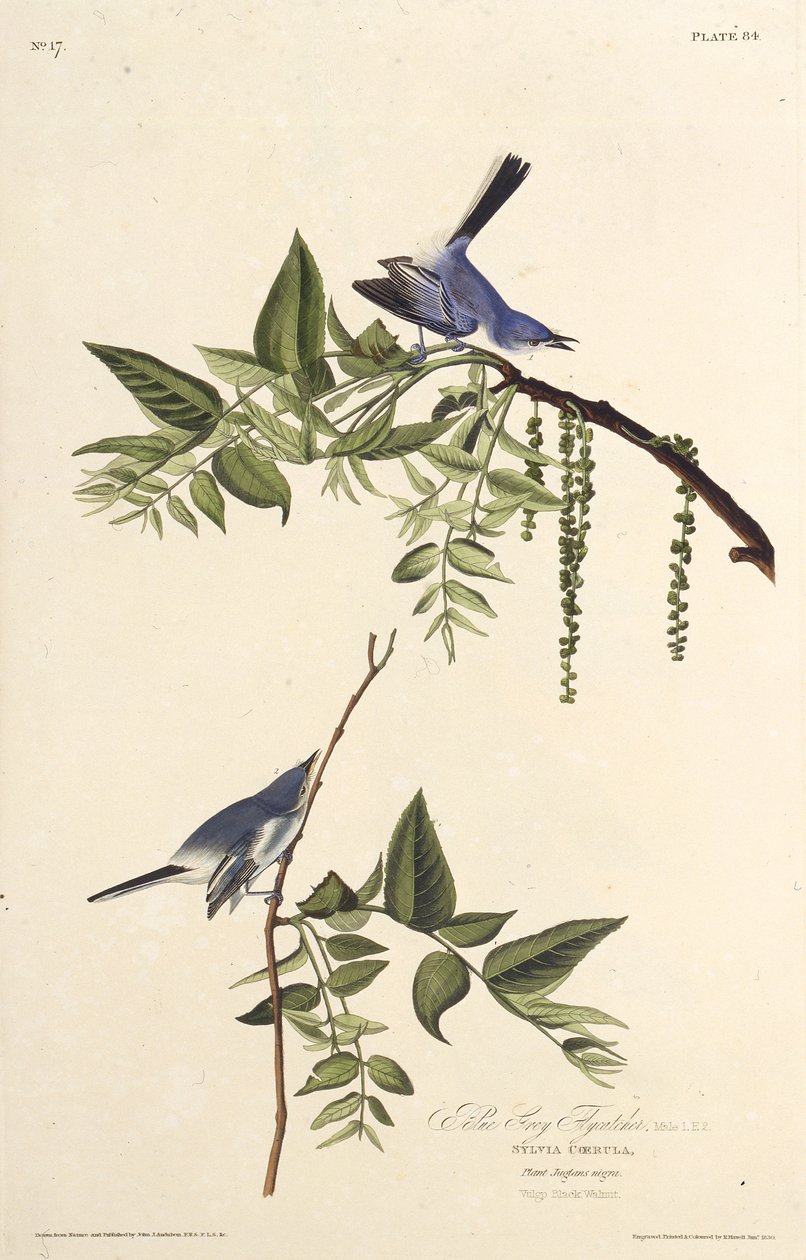 Le gobemoucheron bleu-gris. De Les Oiseaux d