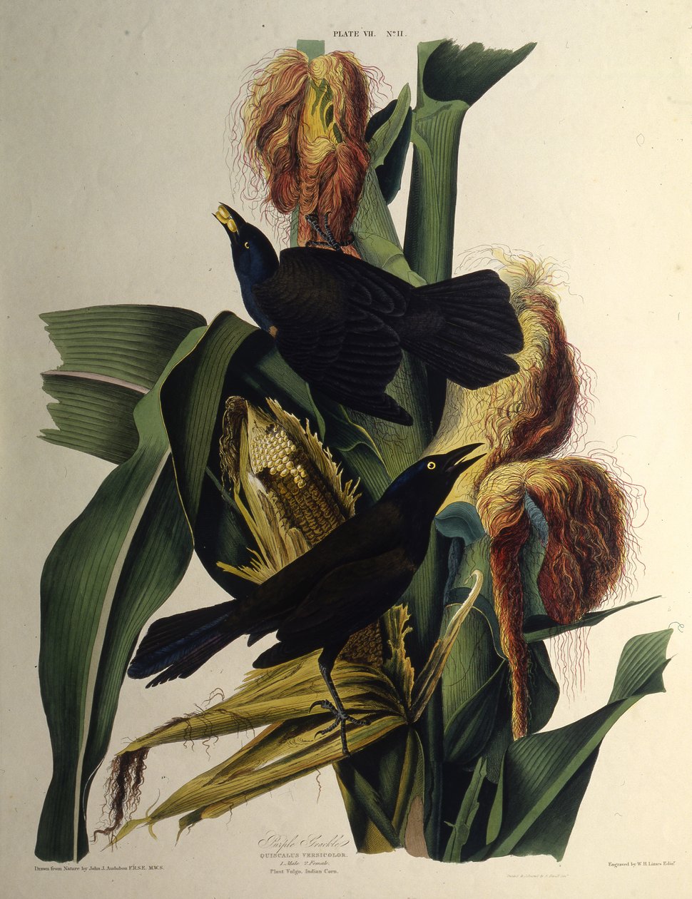 Le quiscale bronzé. De The Birds of America, 1827-1838 - John James Audubon