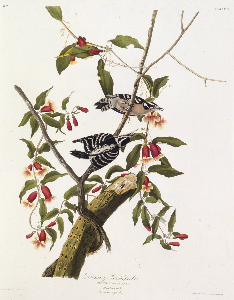 Le pic mineur. De Les Oiseaux d