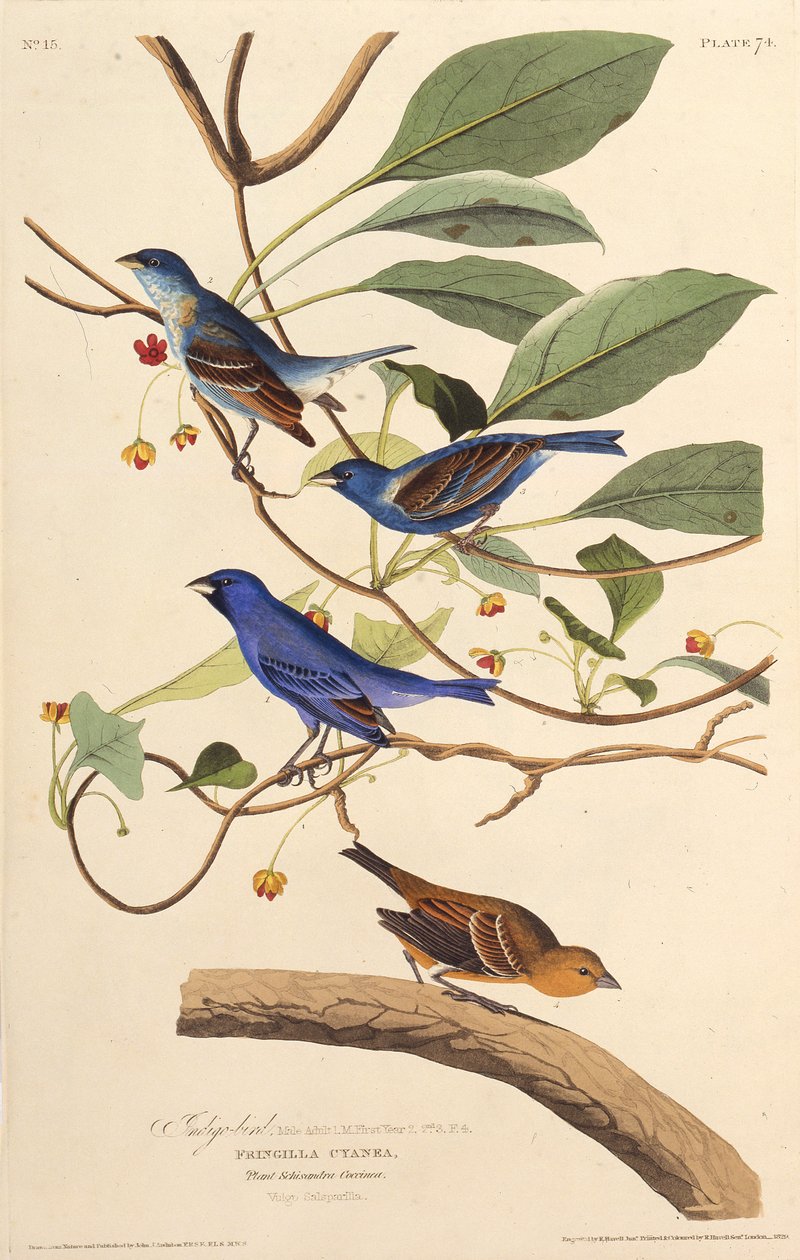 Les oiseaux indigo. De Les Oiseaux d