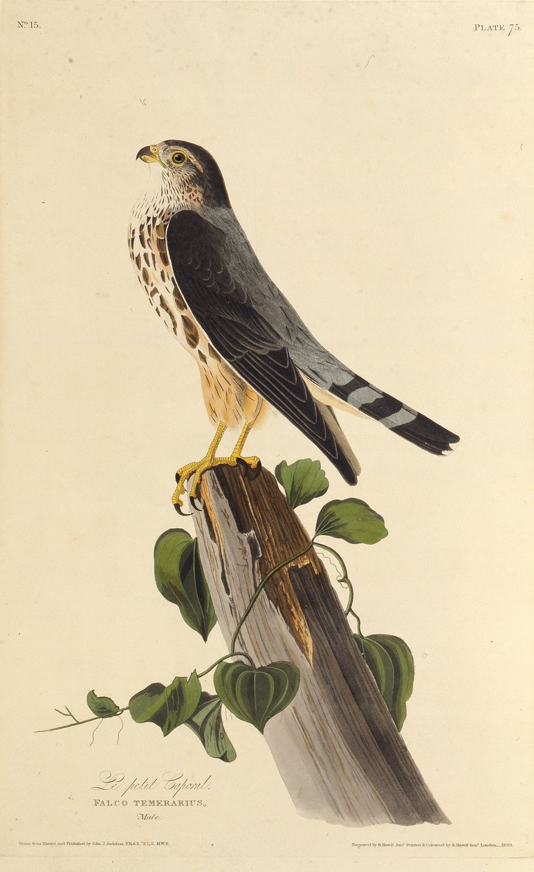 Le faucon émerillon. De Les Oiseaux d