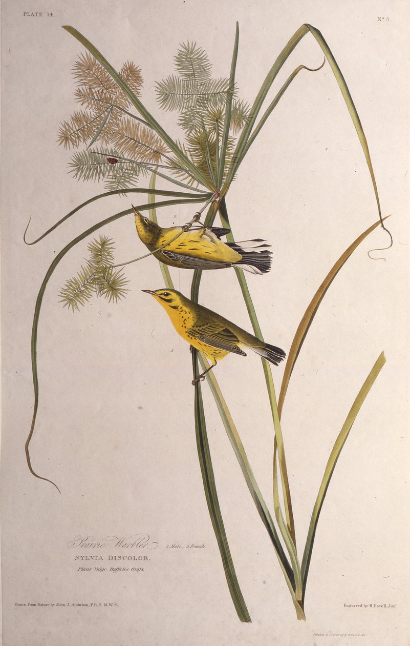 La paruline des prés. De Les Oiseaux d