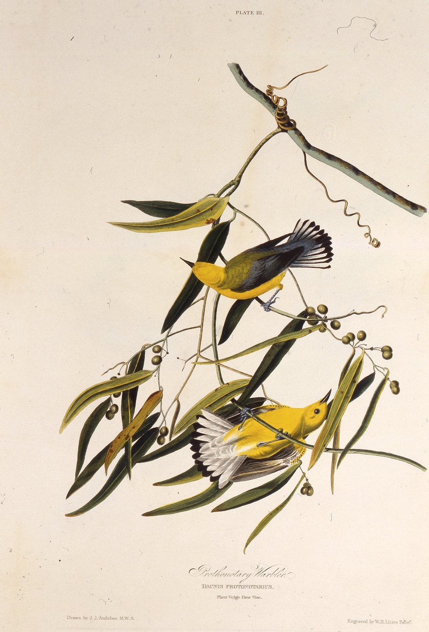 Le paruline orangée. De Les Oiseaux d