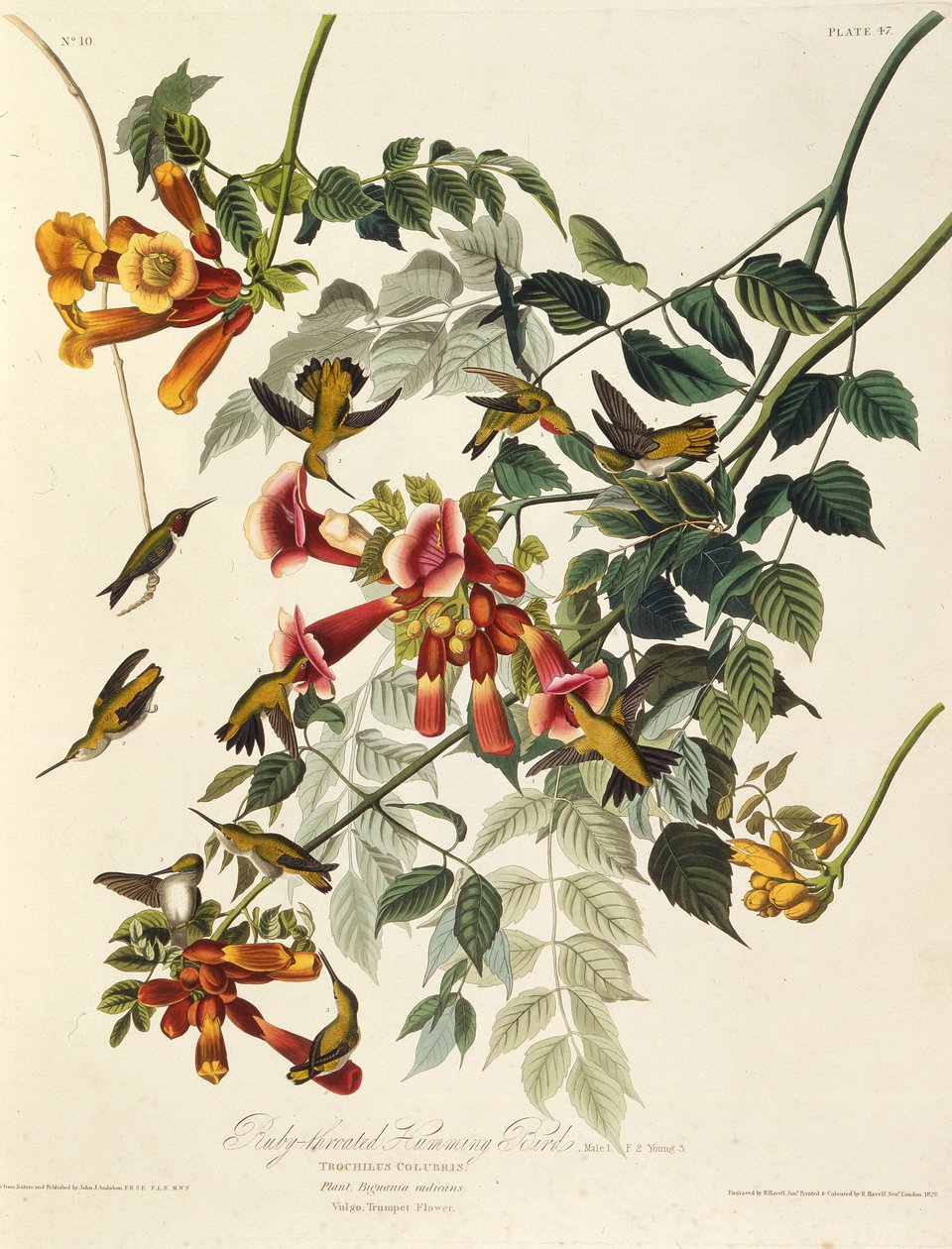 Le colibri à gorge rubis. De Les Oiseaux d