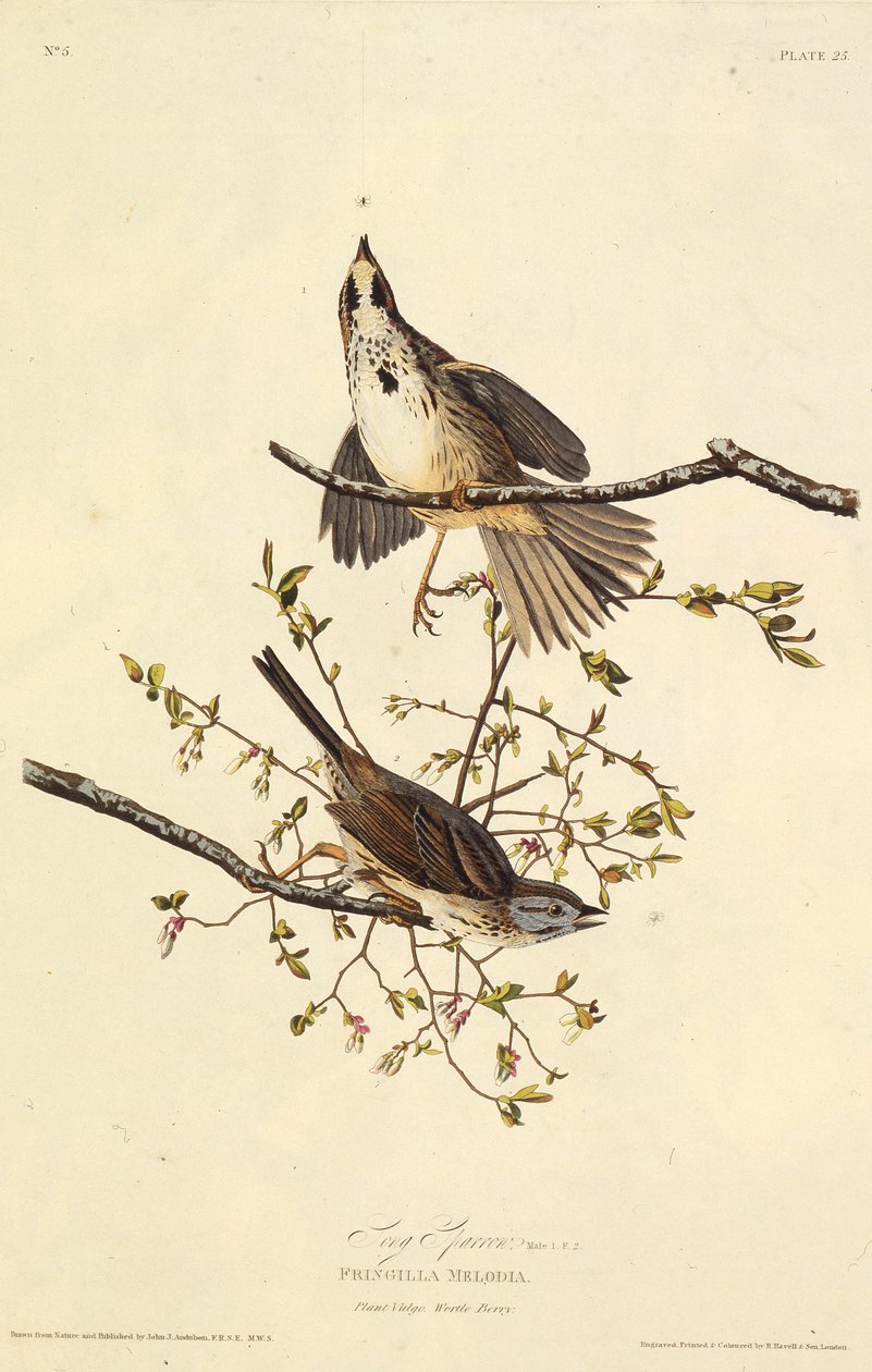 Le bruant chanteur. De Les Oiseaux d