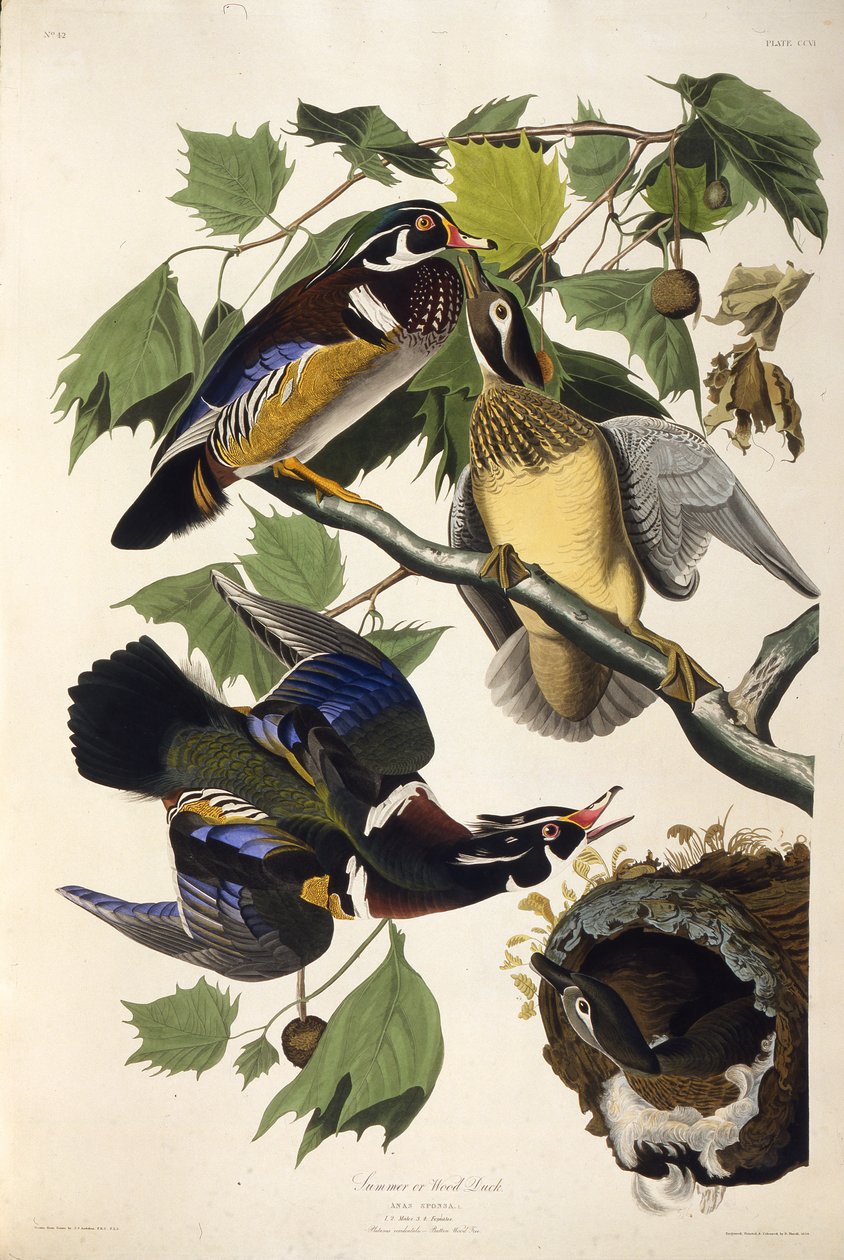 Le canard branchu. De Les Oiseaux d