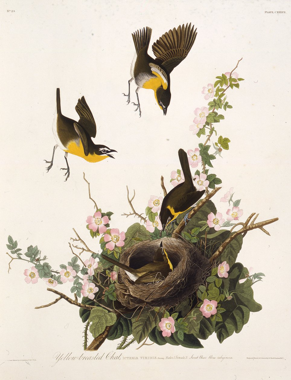 La paruline polyglotte. De Les Oiseaux d