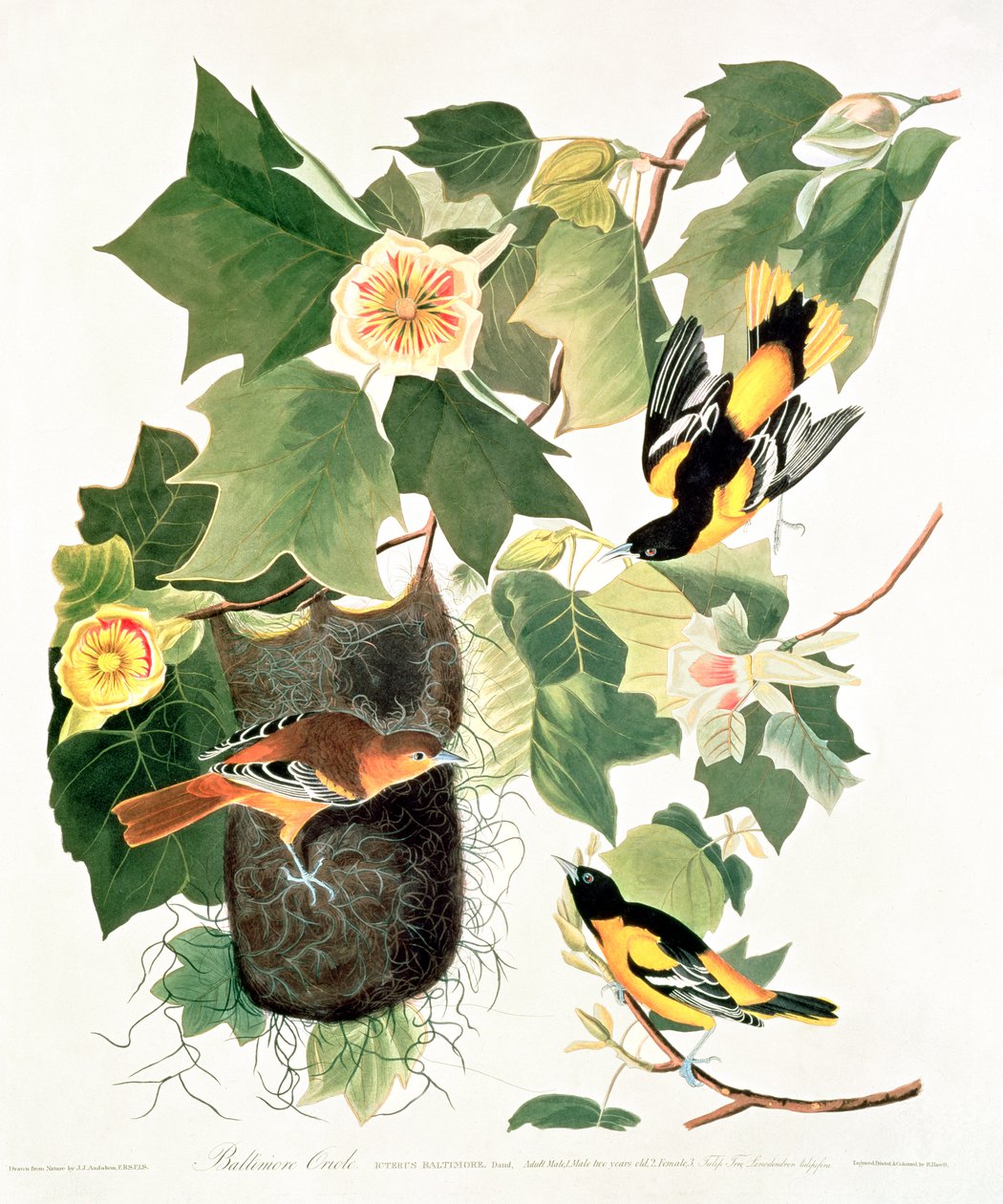 Tulipier : Liriodendron tulipifera, de 
