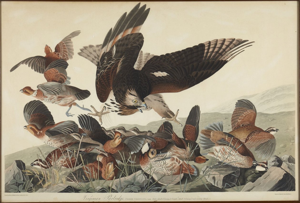 Perdrix de Virginie - John James Audubon