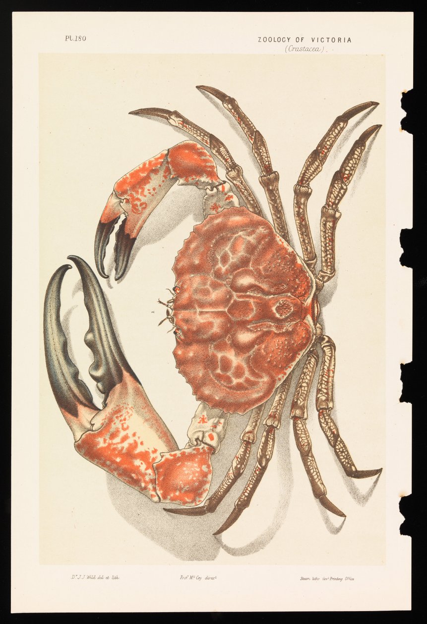 Crabe géant de Tasmanie, Pseudocarcinus gigas - John James Wild
