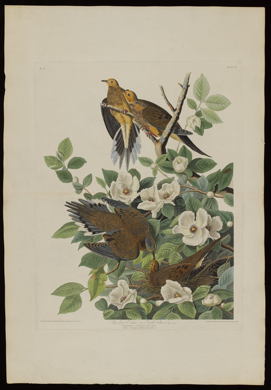 Le Pigeon de Caroline ou Tourterelle, extrait de Birds of America, gravé par Robert Havell (1793-1878) - John James after Audubon