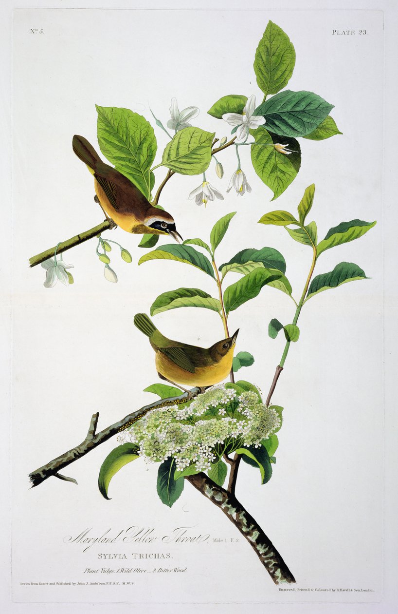 La Paruline à gorge jaune du Maryland, extrait de Birds of America, gravé par Robert Havell (1793-1878) - John James after Audubon