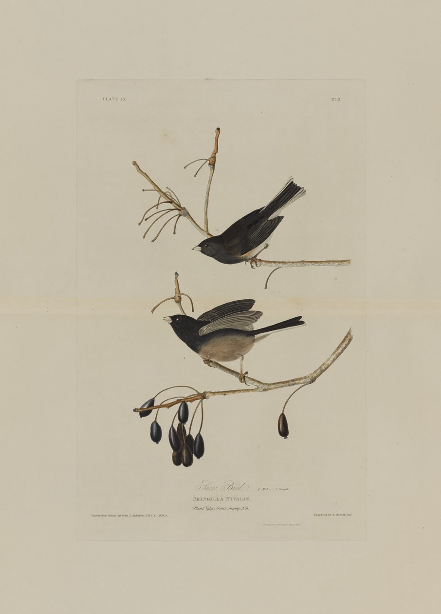 Oiseau des neiges, de Birds of America, gravé par Robert Havell (1793-1878) - John James after Audubon