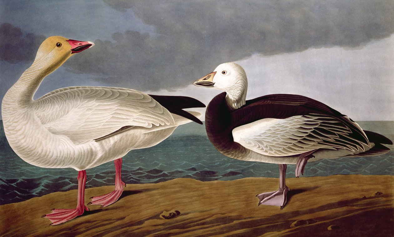 Oie des neiges, des Oiseaux d