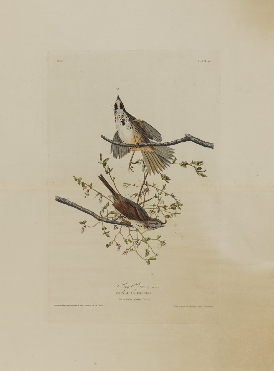Le Bruant chanteur, extrait de Birds of America, gravé par Robert Havell (1793-1878) - John James after Audubon