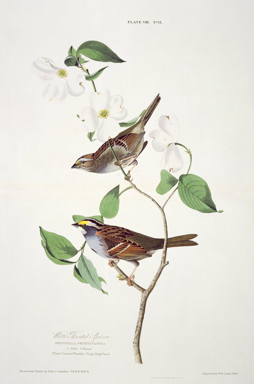 Le Bruant à gorge blanche, extrait de Birds of America, gravé par Robert Havell (1793-1878) - John James after Audubon