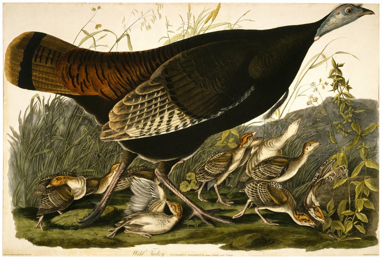 Dindon sauvage, gravé par William Home Lizars - John James after Audubon