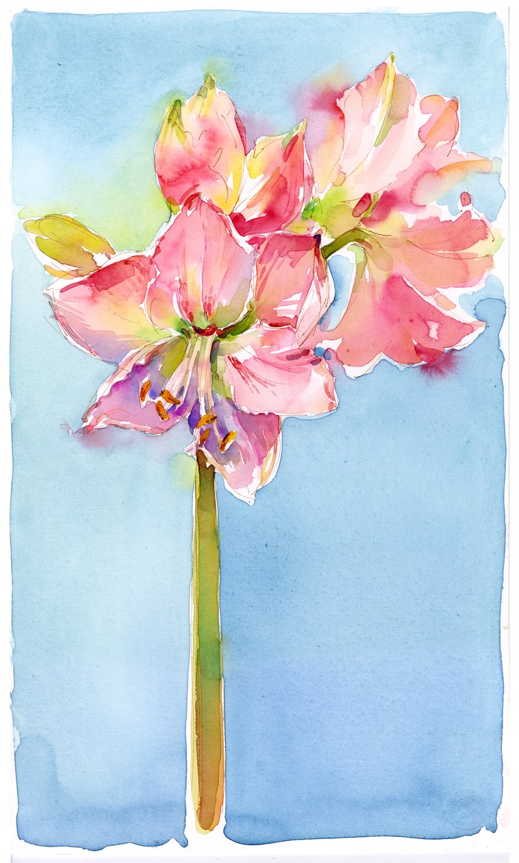 Amaryllis avec fond aqua - John Keeling