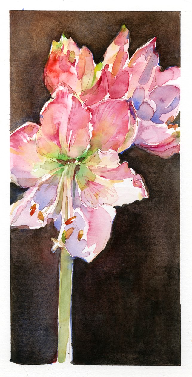 Amaryllis avec fond marron - John Keeling