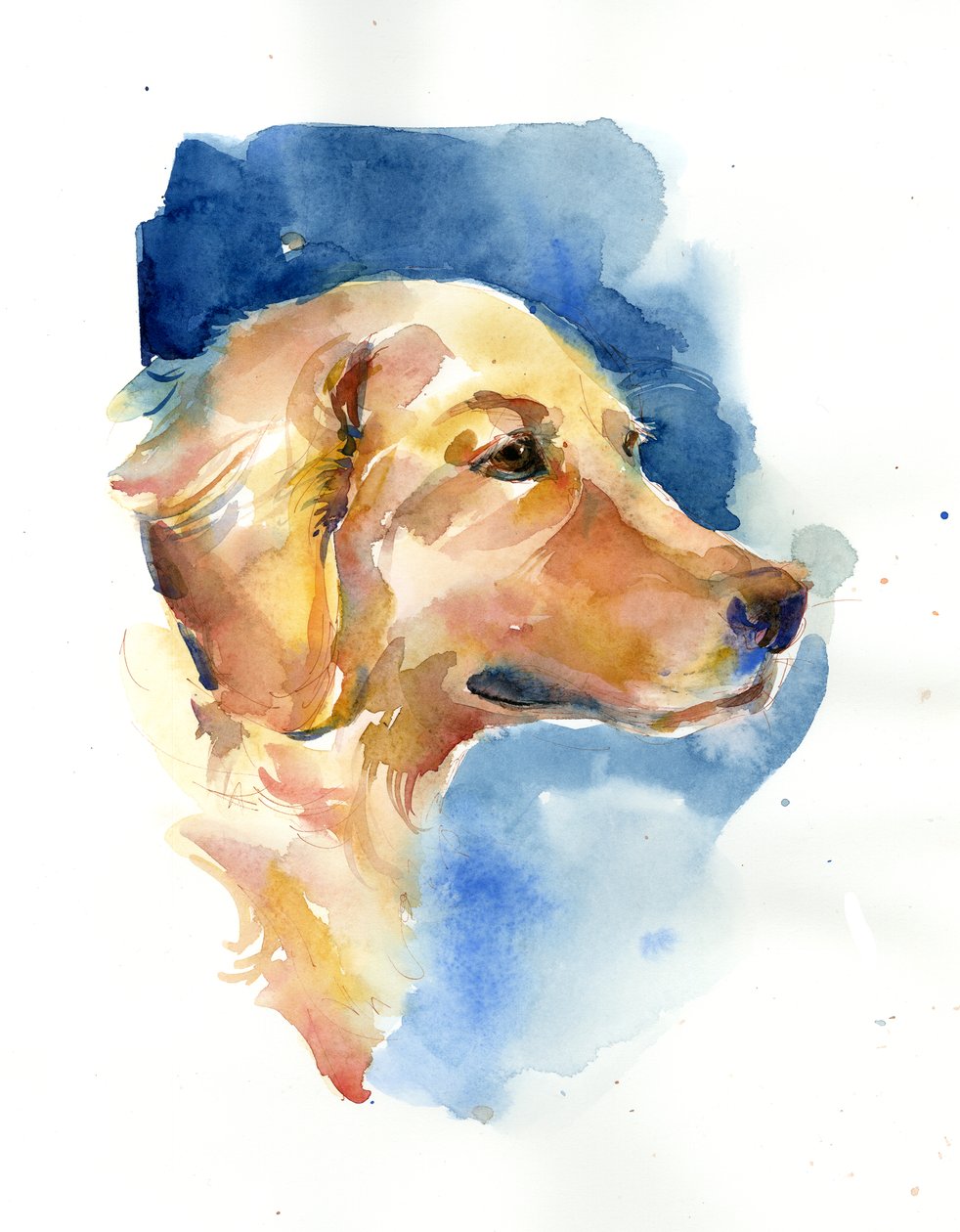 Golden Retriever - John Keeling