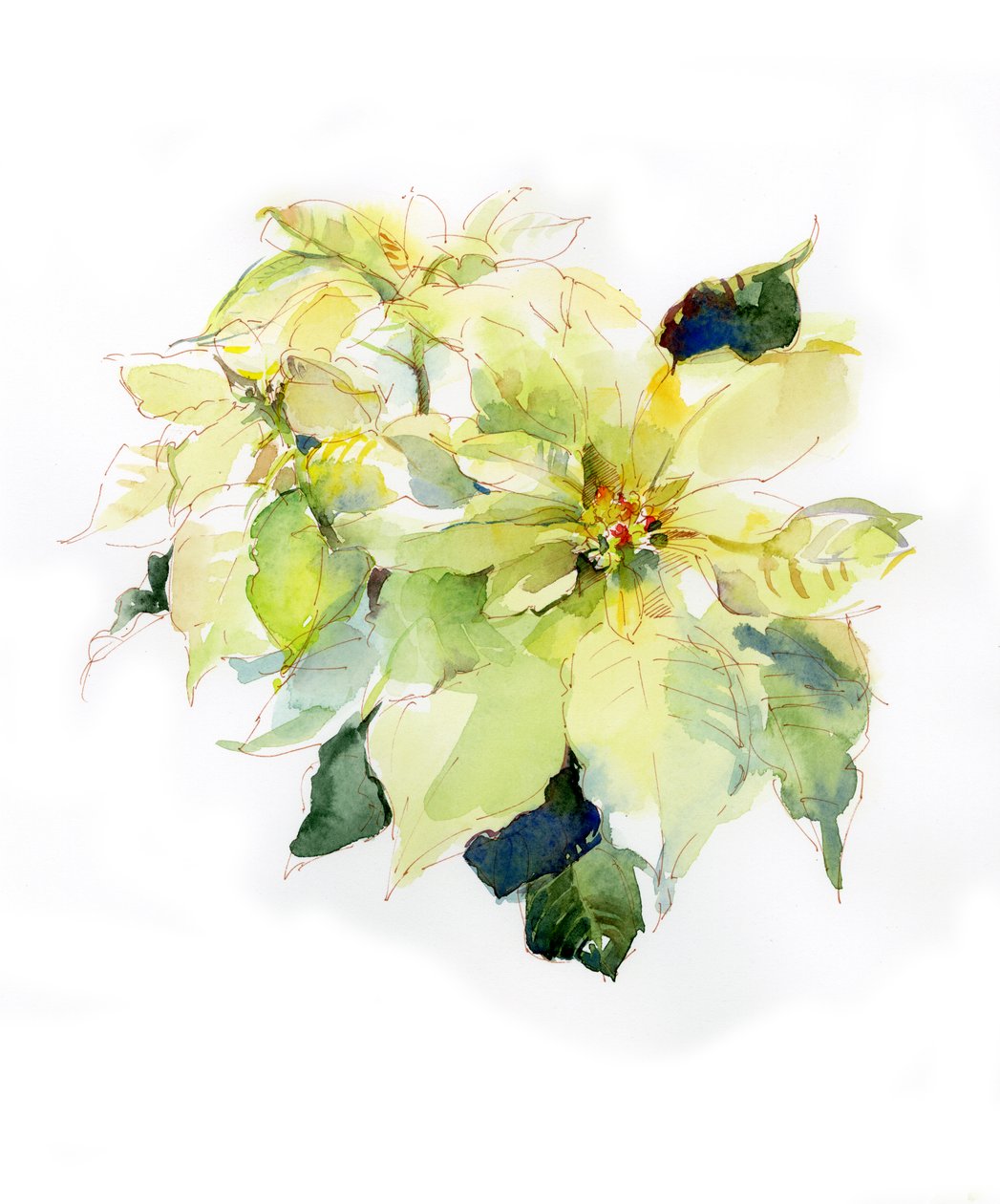 Poinsettia blanc, 2014 - John Keeling