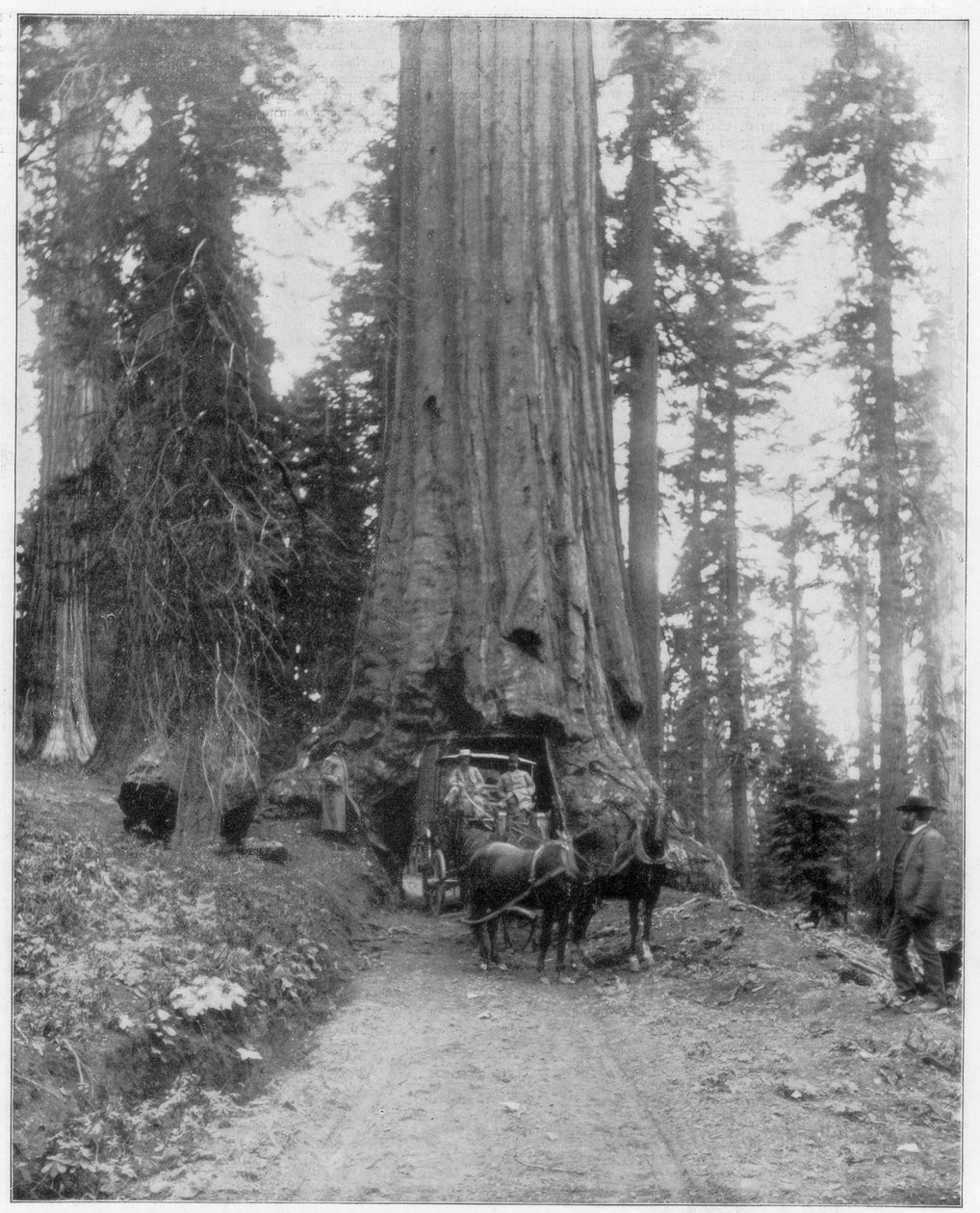 Route traversant un séquoia géant, Mariposa Grove, Wawona, Californie, fin du 19e siècle - John L. Stoddard