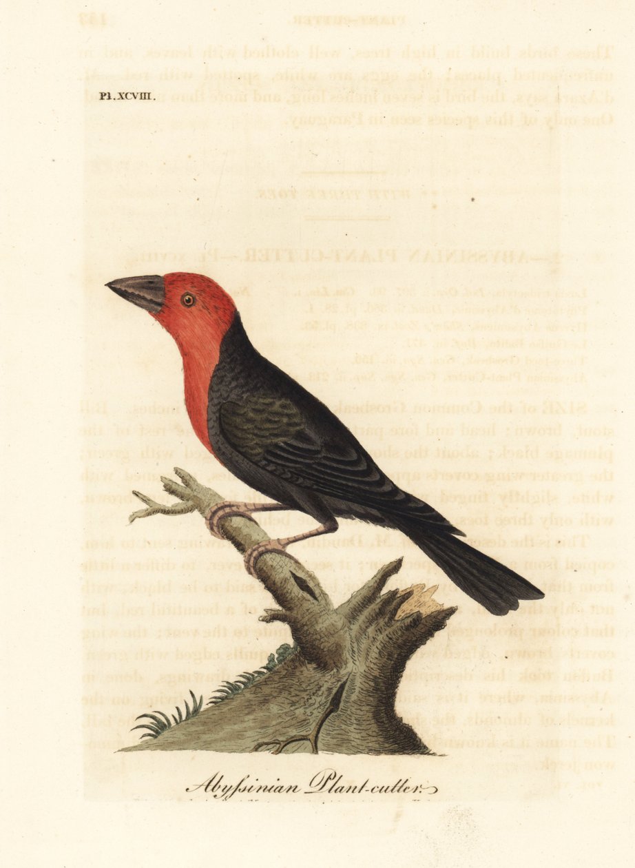 Barbican à bec noir, Lybius guifsobalito. Gravure à la main en cuivre dessinée et gravée par John Latham de son propre A General History of Birds, Winchester - John Latham