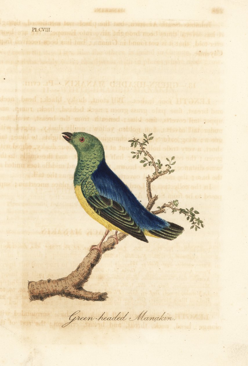 Chlorophonie à nuque bleue, Chlorophonia cyanea (Manakin à tête verte, originaire d