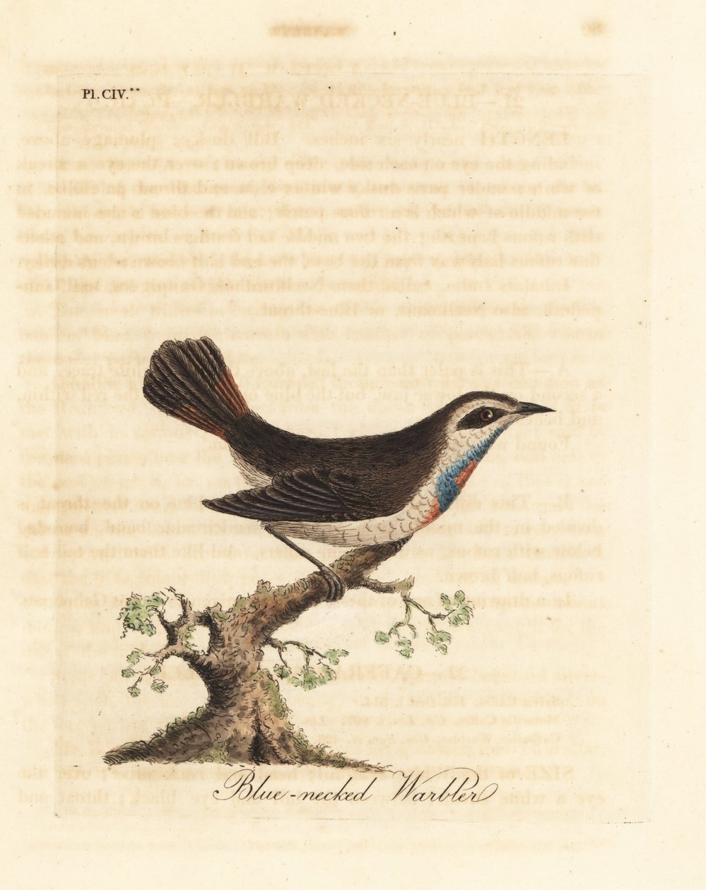 Gorgebleue à miroir, Luscinia svecica. Gravure à la main par John Latham de son propre A General History of Birds, Winchester - John Latham