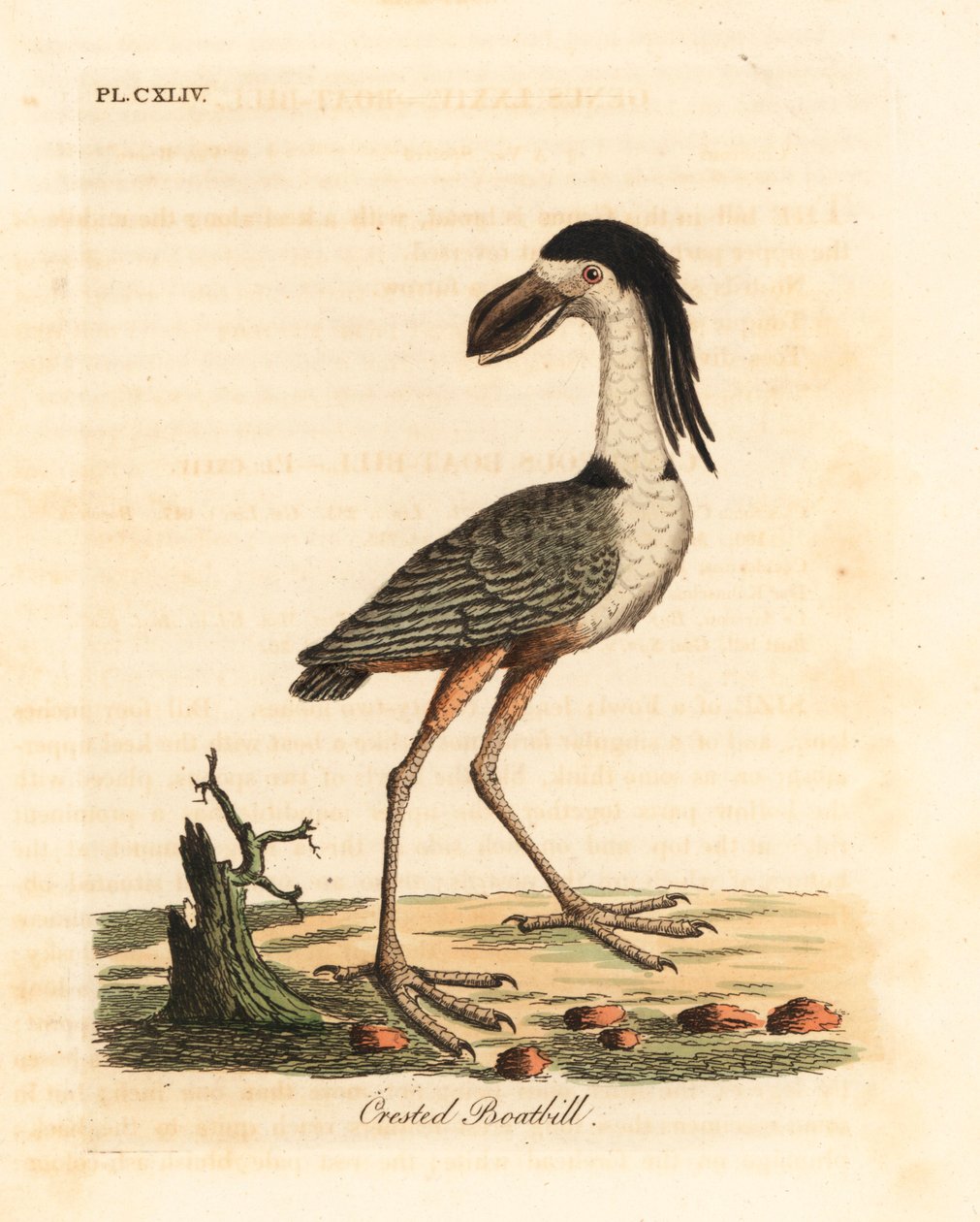 Savacou huppé, Cochlearius cochlearius. Gravure à la main par John Latham de son propre A General History of Birds - John Latham