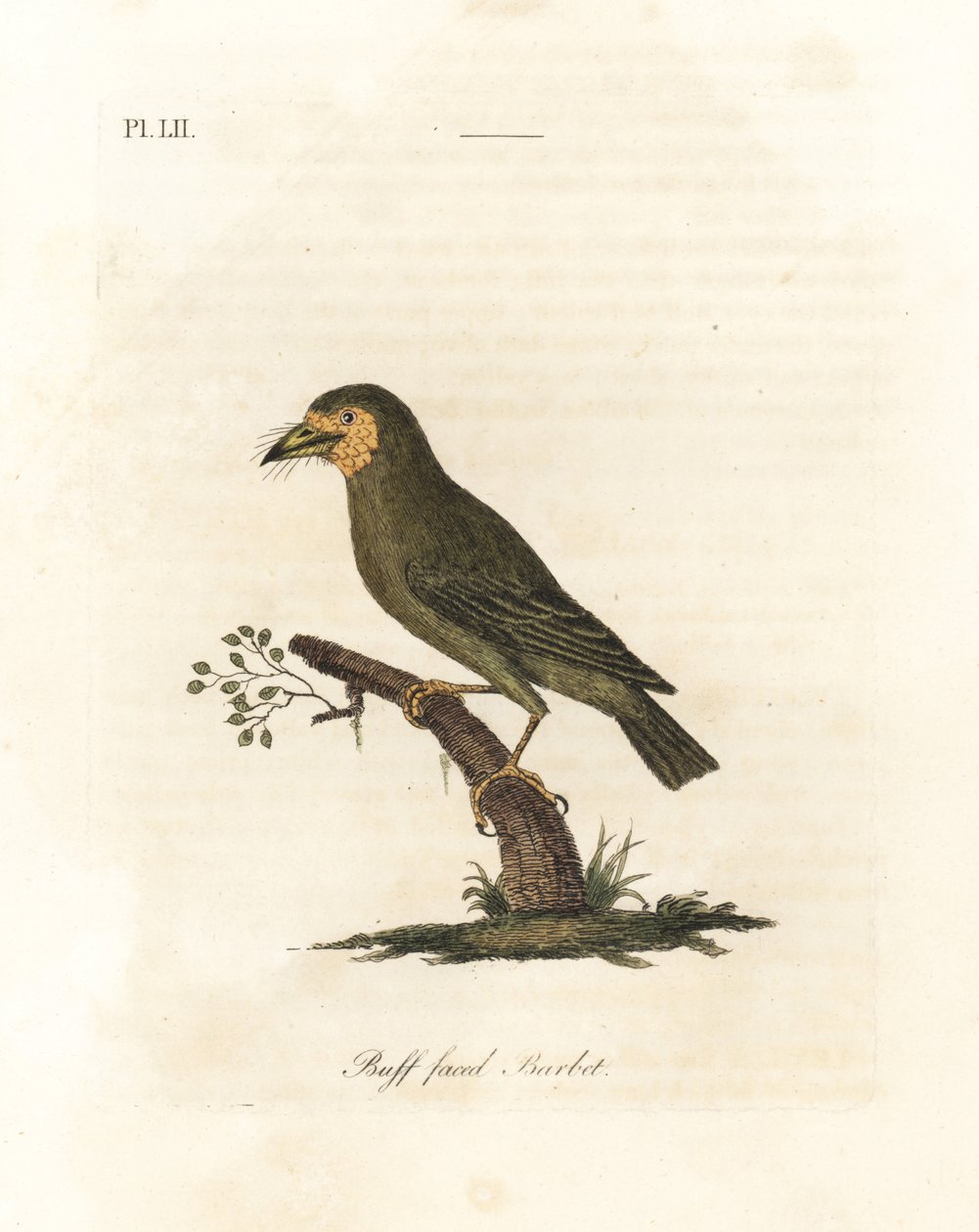 Barbican à tête brune, Megalaima zeylanica. Gravure à la main par John Latham de son propre A General History of Birds, Winchester - John Latham