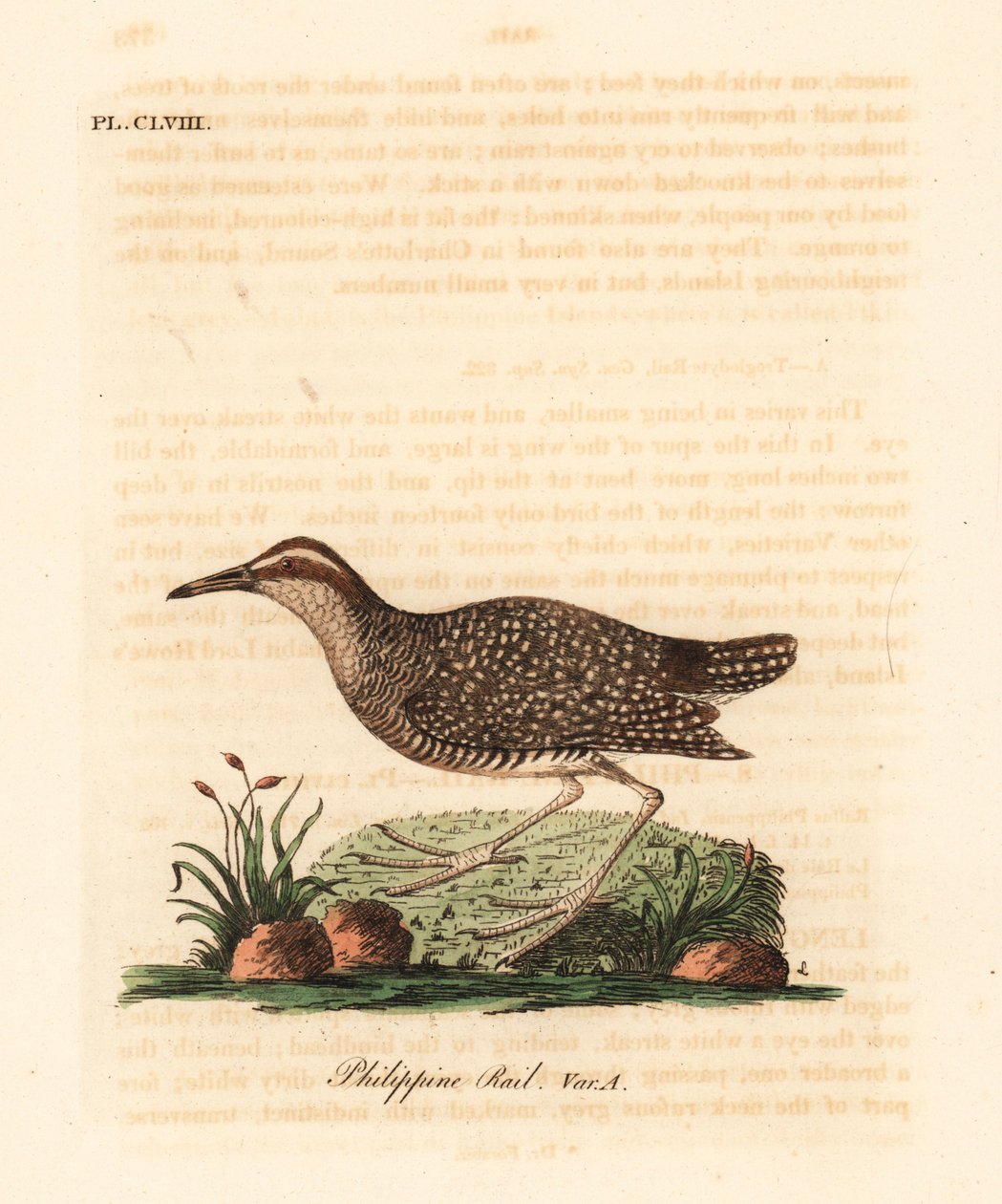 Râle tiklin, Gallirallus philippensis. Gravure à la main par John Latham de son propre A General History of Birds - John Latham