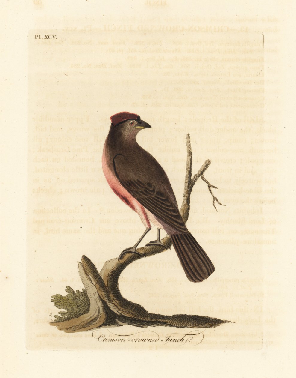 Sizerin flammé, Carduelis flammea (Pinson à couronne cramoisie, Fringilla flammea). Gravure à la main en cuivre dessinée et gravée par John Latham de son propre A General History of Birds, Winchester - John Latham